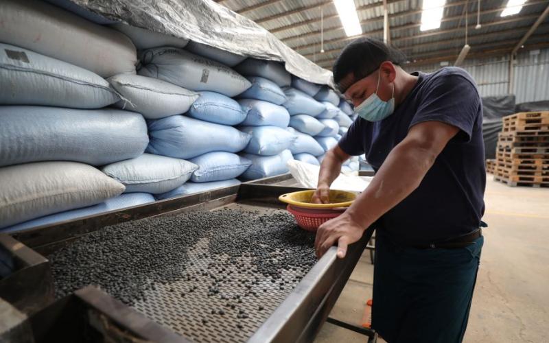 Frijol negro es el único grano básico, que ha registrado alza este año